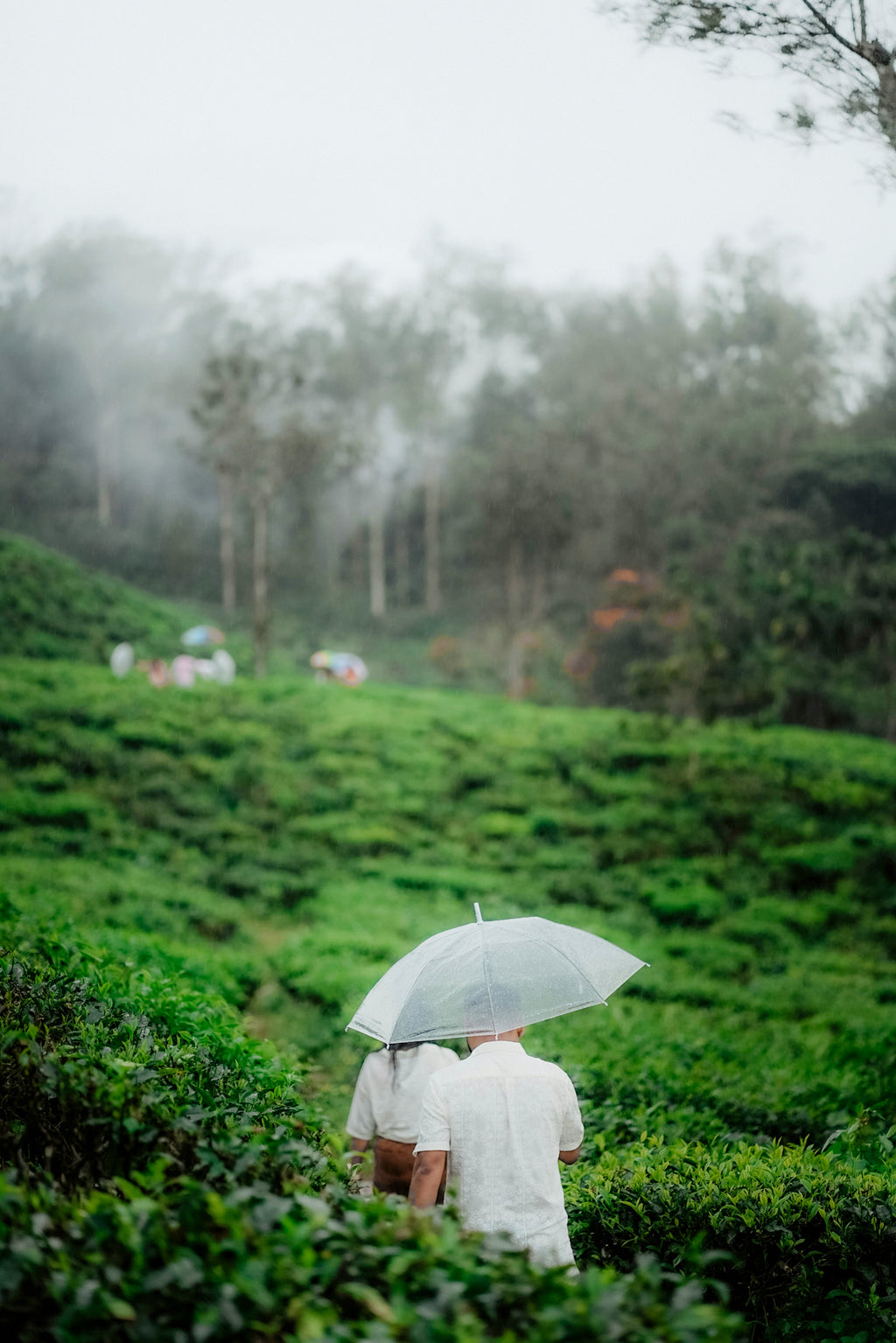 55+ Cinematic Pre-Wedding Presets Pack (Lightroom & Photoshop | Mobile + PC)