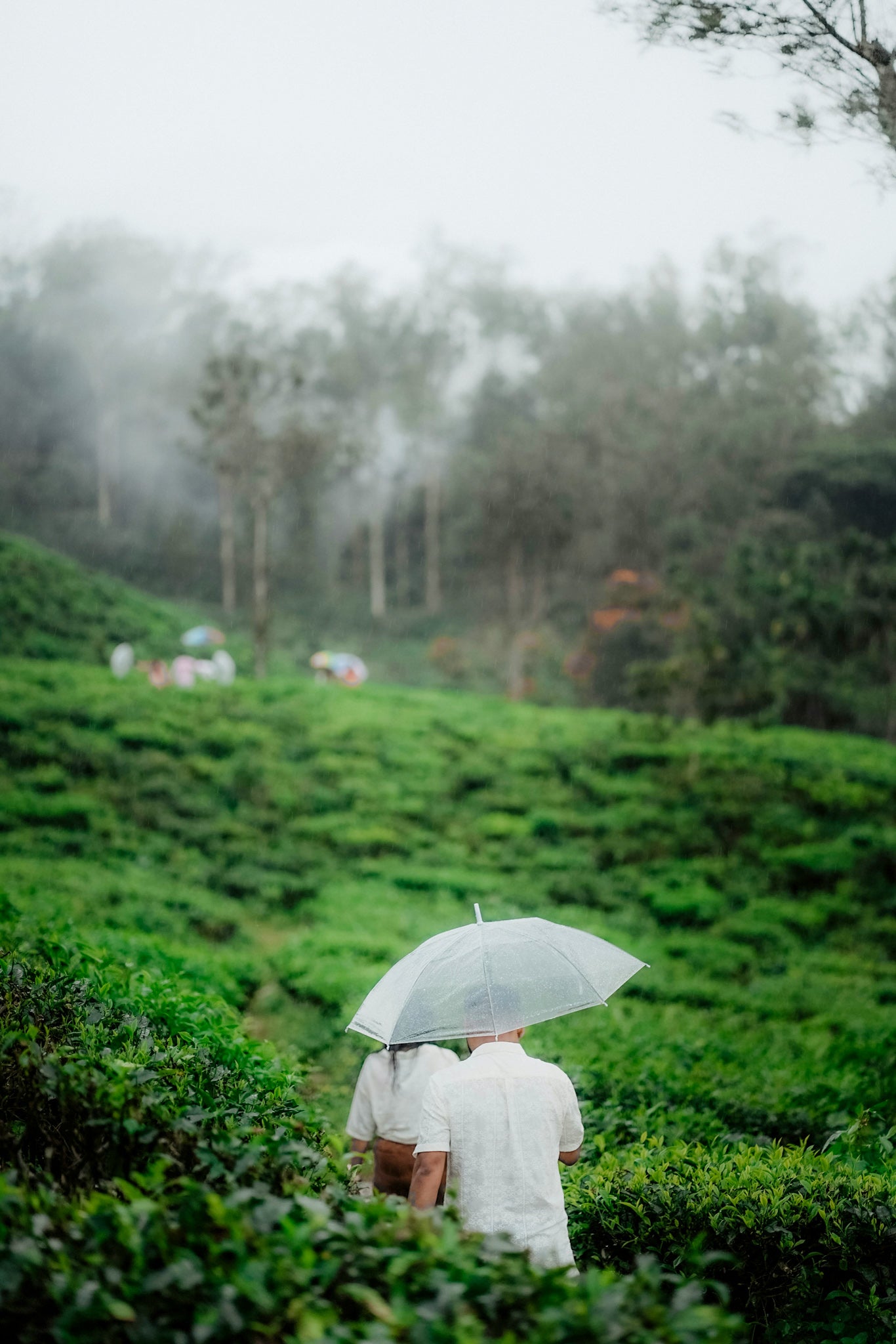 55+ Cinematic Pre-Wedding Presets Pack (Lightroom & Photoshop | Mobile + PC)